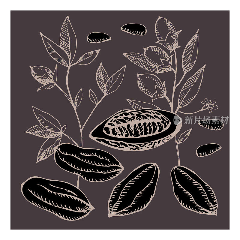 Cocoa set. Hand drawn sketch vector Cocoa beans, leaves sketch and Cocoa tree. Organic product. Doodle sketch for café, shop, menu. Plant parts. For label, logo, emblem, symbol.
